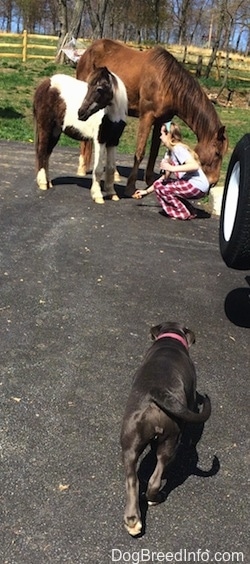 The backside of a blue nose American Bully Pit puppy that is walking across a blacktop surface towards a girl who is placing an item on the ground in front of a horse and a pony.