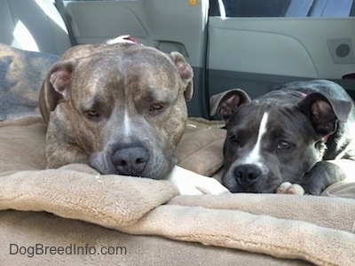 Close up - A blue nose Pit Bull Terrier is laying next to a blue nose American Bully Pit puppy on a dog bed in the backseat of a van.