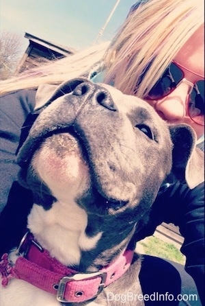 Close up - A blonde haired girl is hiding behind the head of a blue nose American Bully Pit puppy. The puppy is looking up and to the left.