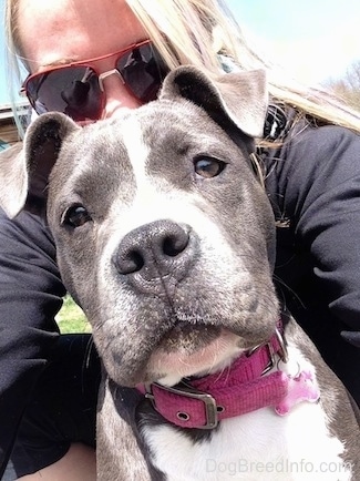 Close up - A blonde haired girl is taking a selfie hiding behind the head of a blue nose American Bully Pit puppy. The puppy is looking forward.