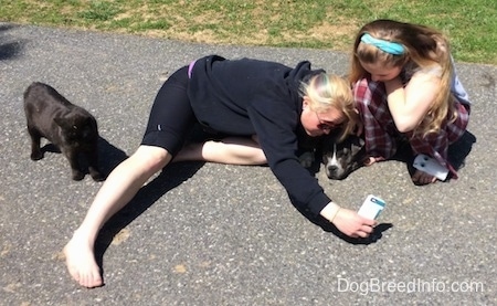 A blonde haired girl is laying out on a blacktop surface and taking a picture of her and a blue nose American bully Pit puppy that is laying down. A girl with a blue ribbon in her hair is kneeling next to the puppy. A black cat is standing behind the blonde haired girls leg.