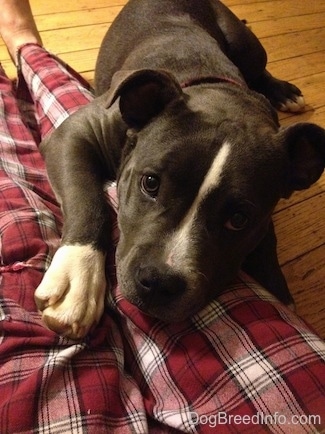 Close up - A blue nose American Bully Pit puppy is laying on the leg of a person wearing maroon plaid pants sitting on a hardwood floor.