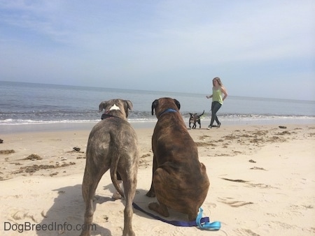 The backside of a blue nose Pit Bull Terrier and a brown with black and white Boxer are standing and sitting in sand and watching a blue nose American Bully Pit puppy being walked across the beach.