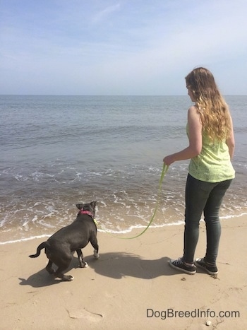A blue nose American Bully Pit puppy is jumping away from a wave that is coming towards her. A girl in a green shirt is holding the puppies leash.