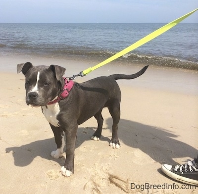 Close up - A blue nose American Bully Pit puppy is standing in sand and looking forward.