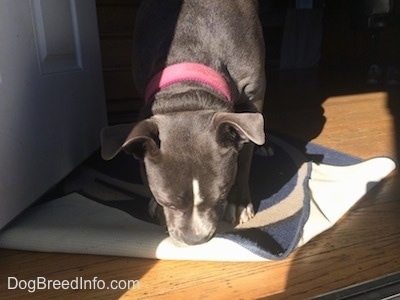 Close up - A blue nose American Bully Pit puppy is biting a Penn State University door mat.