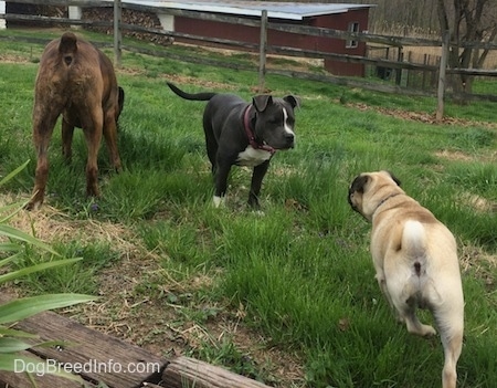 The backside of a brown with black and white Boxer that is sniffing grass. Next to the Boxer is a blue nose American Bully Pit puppy looking at a tan with black Pug.