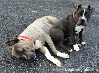 A blue nose Pit Bull Terrier is sleeping on its right side and sitting against his stomach is a blue nose American Bully Pit puppy and she is looking forward.