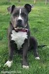 Close up - A blue nose American Bully Pit puppy is sitting in grass and it is looking forward. Her right ear is lifted up.