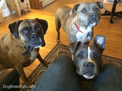 A blue nose American Bully Pit puppy has her head in the lap of a person sitting in a computer chair. Behind her are a brown with black and white Boxer and a blue nose Pit Bull Terrier.