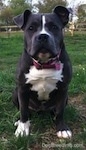 Close up - A blue nose American Bully Pit puppy is sitting in grass and she is looking forward. There is a wooden fence behind her.