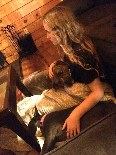 A blonde haired girl is sitting in front of a couch and she is wrapped in a blanket. Next to her is a blue nose American Bully Pit puppy and on her other side is a blue nose Pit Bull Terrier. They are sitting on a hardwood floor in a log cabin.