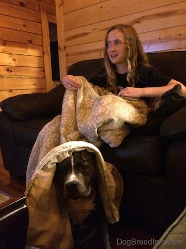 A blonde haired girl is sitting in a chair and she is covered in a blanket. Sitting under the blanket on the floor is a blue nose American Bully Pit puppy. They are inside of a log cabin.