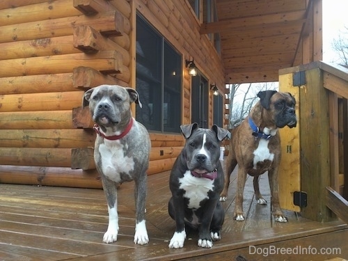 A blue nose American Bully Pit puppy is sitting on a wooden deck. To the left of her is a blue Pit Bull Terrier and to her right is a brown with black and white Boxer.
