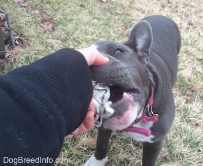 Close up - A blue nose American Bully Pit has trash in her mouth and a person is taking it out.