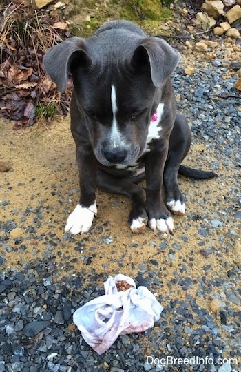 A blue nose American Bully Pit puppy is sitting in dirt and looking down at a piece of dirty undewear.