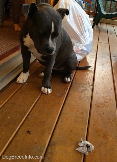 A blue nose American Bully Pit puppy is sitting on a hardwood porch and she is looking down at a piece of trash.