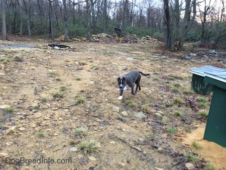 A blue nose American Bully Pit puppy is walking across a dirt field. She has a piece of trash in her mouth.