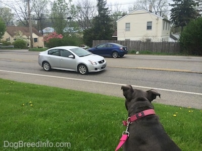 The back of a blue nose American Bully Pit that is sitting in a lawn and looking at a car driving by.