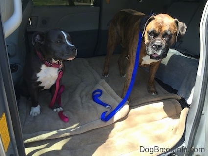 A blue nose American Bully Pit puppy is sitting on a dog bed across from a standing brown with black and white Boxer in the middle area of a mini van that has its middle seats removed.