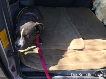 A blue nose American Bully Pit puppy is peeking out of the sliding door of a mini van..