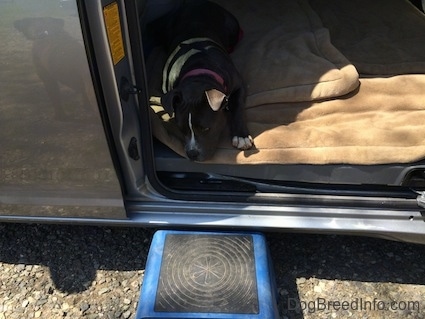 A blue nose American Bully Pit puppy is laying down on a dog bed inside of a mini van with a blue fold up step stool on the ground in front of her.