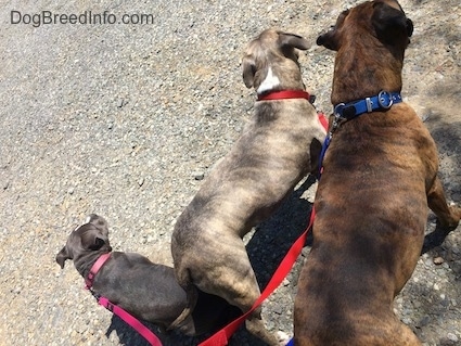 Three dogs standing on a street, an American Bully puppy, a pit bull terrier and a boxer dog.