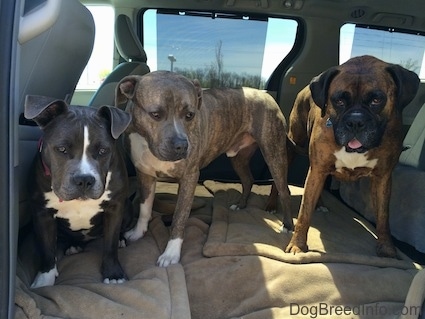 Two Dogs are standing next to a blue nose American Bully Pit puppy. They are on a dog bed and in the middle area of a mini van.