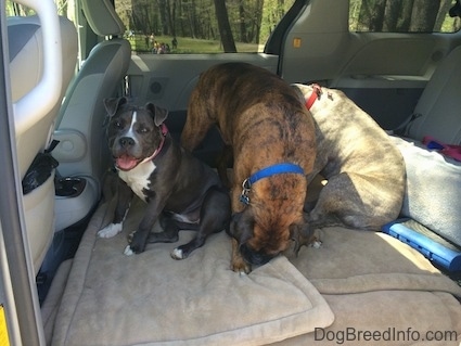 A blue nose American Bully Pit puppy is sitting on a dog bed next to a brown with black and white Boxer that is sniffing a dog bed and sitting next to him is a blue nose Pit Bull Terrier. They are all in the middle area of a mini van that has the middle seats removed.