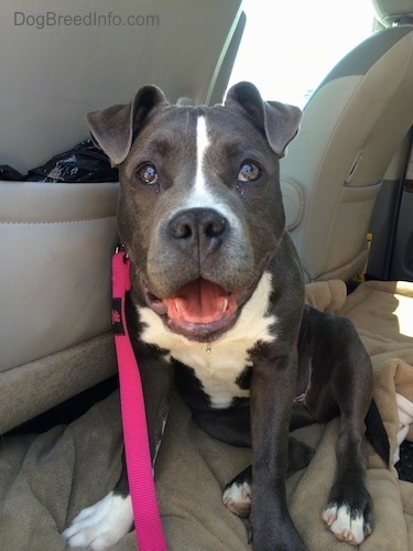 Close up - A happy-looking, big headed, blue nose American Bully Pit puppy is sitting on a dog bed in the back of a vehicle. Her mouth is open and it looks like she is smiling.