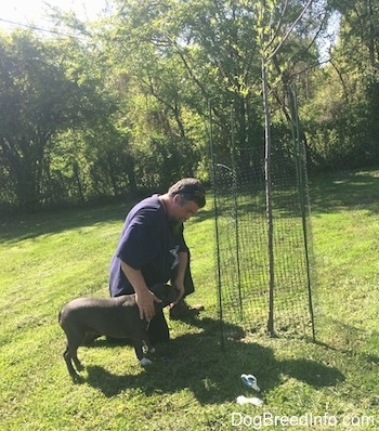 A blue nose American Bully Pit puppy is standing in grass next to a man in a purple shirt. There is a tree with a fence around it. The man in a purple shirt is next to an apple tree and is petting the side of a American Bully Pit puppy.