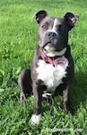 Close up - A blue nose American Bully Pit puppy is sitting in grass and it is looking up and to the left.