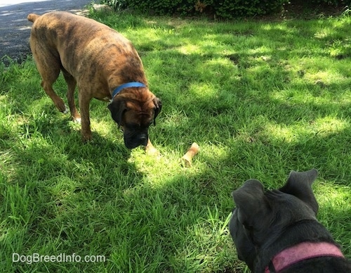A brown with black and white Boxer is standing in grass sniffing around. There is a bone next to him. A blue nose American Bully Pit is looking at the Boxer.