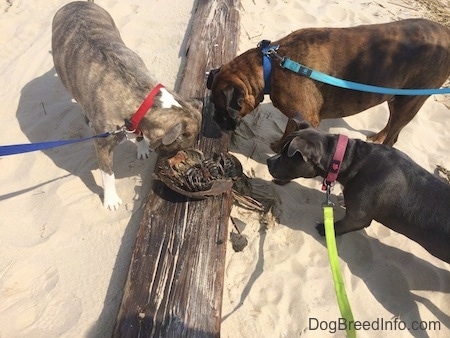 Three Dogs are sniffing the corpse of a sand crab on top of a log.
