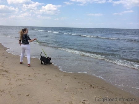 A blue nose American Bully Pit is play bowing to a wave that is coming to the shore. There is a girl in white pants holding her leash.