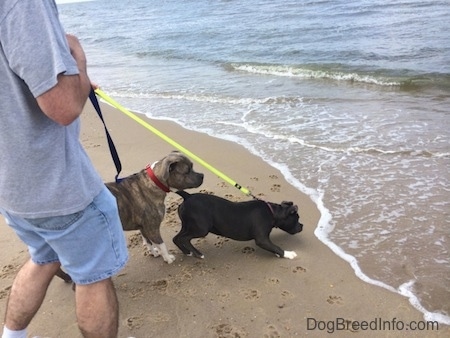 A blue nose American Bully Pit is kneeling in front of a coming wave. Standing behind her is a blue nose Pit Bull Terrier looking behind her. There is a man in shorts holding there leash.