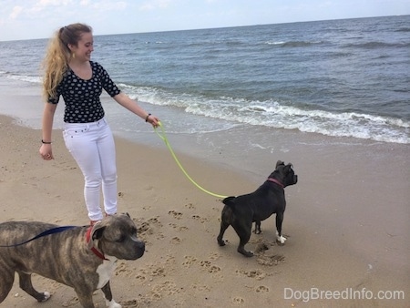 A girl in white pants is holding the leash of a blue nose American Bully Pit that is looking at a coming wave. Behind the Bully Pit is a blue nose Pit Bull Terrier looking to the right.