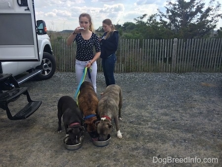 Three dogs are drinking water out of metal bowls near a camper. There is a girl in a black Polka Dot shirt and a blonde haired girl standing behind the dogs.