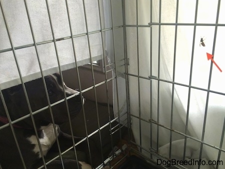 A blue nose American Bully Pit is sitting in front of a crate that is covered in a blanket. There is a red arrow overlayed pointing to a bee.