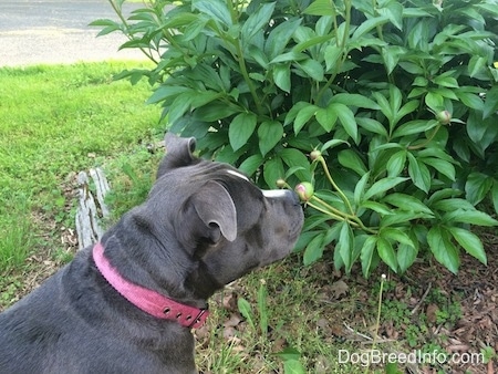 A blue nose American Bully Pit is standing in grass and she is sniffing a flower bud on a bush.