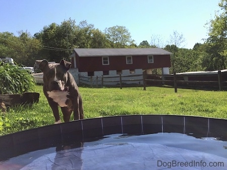 A blue nose American Bully Pit is standing in front of a pool of water. There is a red barn in the distance behind her.