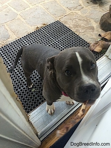 A blue nose American Bully Pit is standing on a rubber mat and a doorway and she is looking up at the person opening the door.