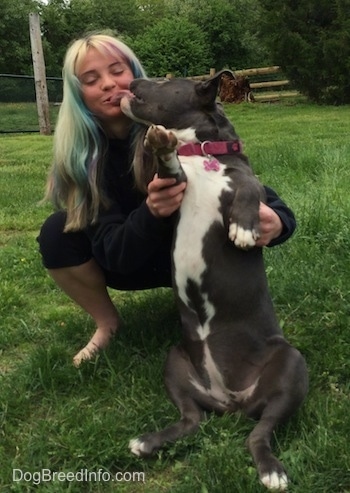 A girl with colorful hair is kneeling behind a blue nose American Bully sitting on her butt in grass. She is licking the girl behind her face.