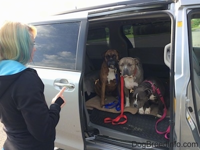 A girl with colorful hair is standing in front of an open van door with a finger up. There are three dogs sitting in the middle section of the mini van. They are waiting for the command to leave the van.
