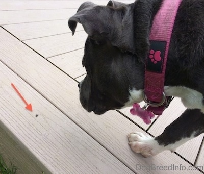 Close up - A blue nose American Bully Pit is standing on a back porch and she is looking down at a fly. There is a red arrow pointing to the insect.