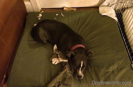 A blue nose American Bully Pit is laying down on a green an orthopedic dog bed pillow and she is looking up. There is chewed up paper towel around her.