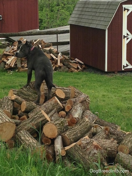 The back of a blue nose American Bully Pit standing up on a pile of logs and looking back.