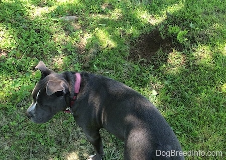 Top down view of a blue nose American Bully Pit is standing in grass and looking to the left. There is a hole in the ground in front of her.