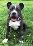 Close up - A blue nose American Bully Pit puppy is sitting in grass and it is looking forward. Its mouth is open and its tongue is out.