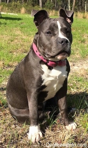 Front side view - A wide-chested, blue nose American Bully Pit is wearing a hot pink collar sitting in grass and she is looking forward.